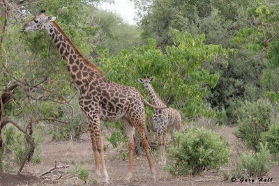 Masai Giraffe - Lake Manyara N.P. - Tanzania 3.jpg