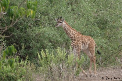 Masai Giraffe - Lake Manyara N.P. - Tanzania 4.jpg