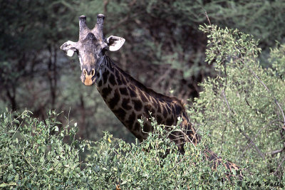 Masai Giraffe - Lake Manyara N.P. - Tanzania 5.jpg