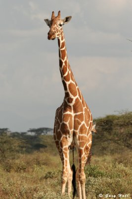 giraffes