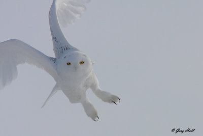 Snowy Owl - Simcoe County.jpg