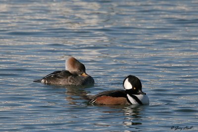 Hooded Merganzers - Humber Bay.jpg