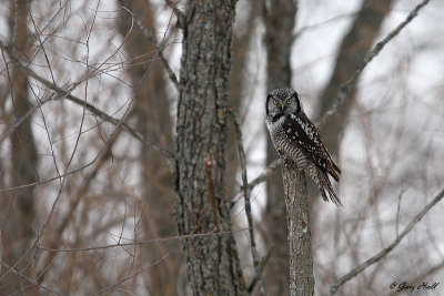 Northern Hawk Owl - Stoney Creek.jpg
