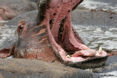 hippos