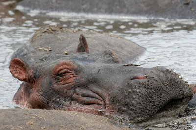 Serengeti N.P. - Tanzania 2.JPG