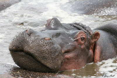 Serengeti N.P. - Tanzania 4.JPG