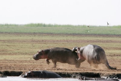 Lake Manyara N.P. - Tanzania.JPG