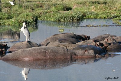 Ngorongoro Crater - Tanzania.JPG