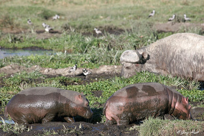 Ngorongoro Crater - Tanzania 1.JPG