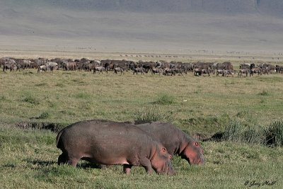 Ngorongoro Crater - Tanzania 2.JPG