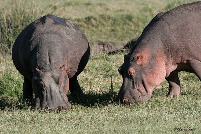 Ngorongoro Crater - Tanzania 3.JPG