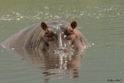 Ngorongoro Crater - Tanzania 4.jpg