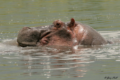 Ngorongoro Crater - Tanzania 6.jpg