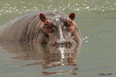 hippos