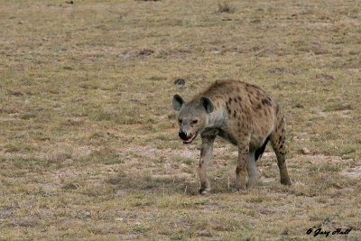 hyenas