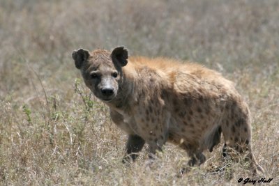 Ngorongoro C.A. - Tanzania 2.JPG