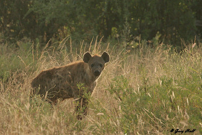 Samburu N.R. - Kenya.JPG