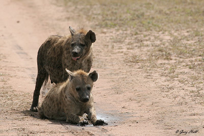 Serengeti N.P. - Tanzania 1.JPG
