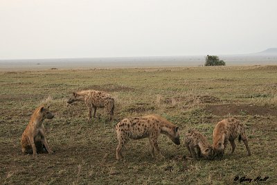 Serengeti N.P. - Tanzania 2.JPG