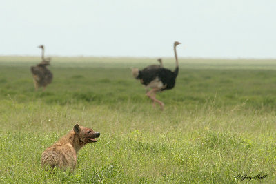 Serengeti N.P. - Tanzania 3.jpg