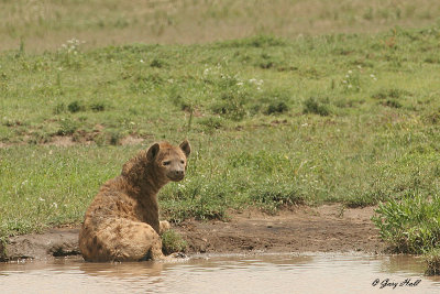 Serengeti N.P. - Tanzania 4.jpg