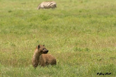 Serengeti N.P. - Tanzania 5.JPG