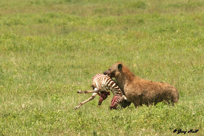 hyenas