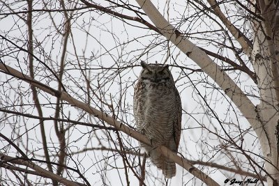 Great Horned Owl - Leslie Street Spit 2.jpg