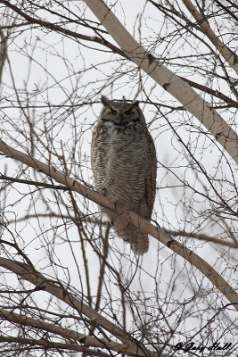 Great Horned Owl - Leslie Street Spit 3.jpg