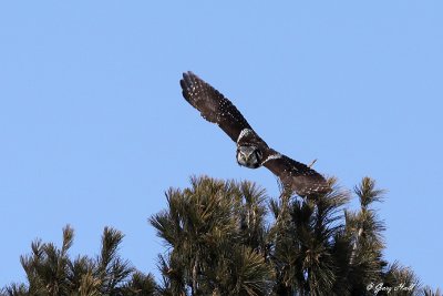 Northern Hawk Owl - Ottawa.jpg