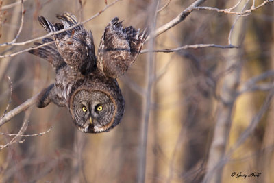 Great Grey Owl - Simcoe County 3.jpg