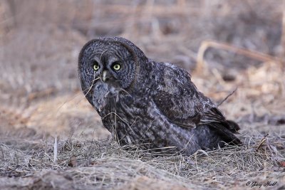 Great Grey Owl - Simcoe County 4.jpg