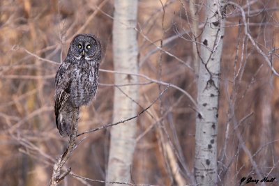 Great Grey Owl - Simcoe County 7.jpg