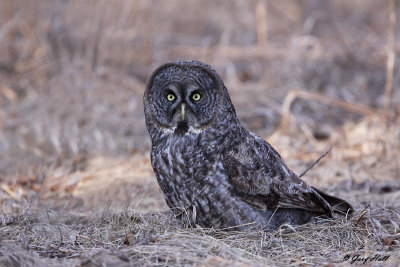 Great Grey Owl - Simcoe County 5.jpg