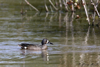 Blue Winged Teal 2.jpg