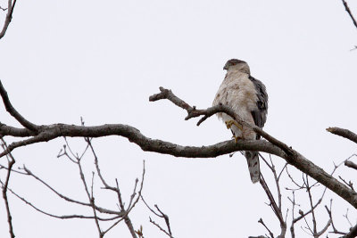 Coopers Hawk.jpg