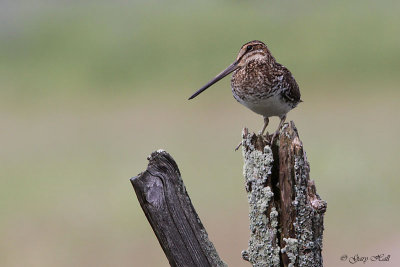 Wilsons Snipe.jpg