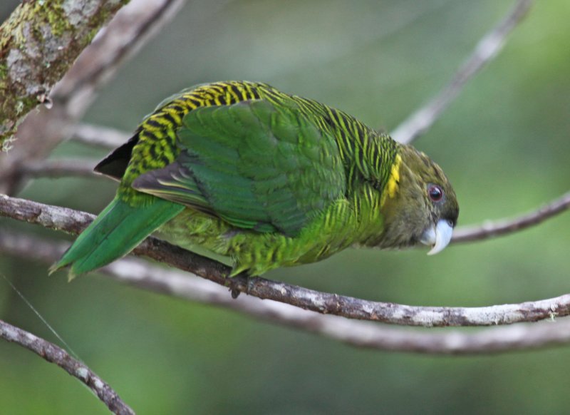 Brehms Tiger Parrot