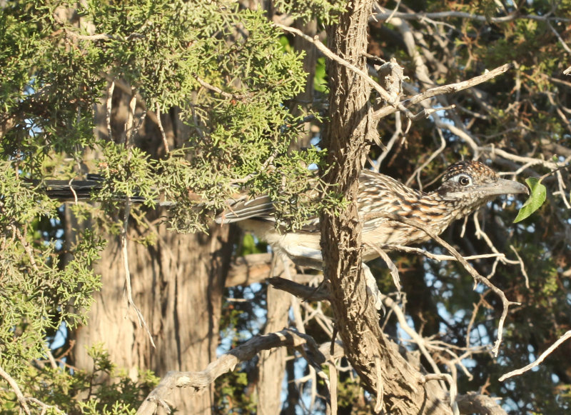 Greater Roadrunner