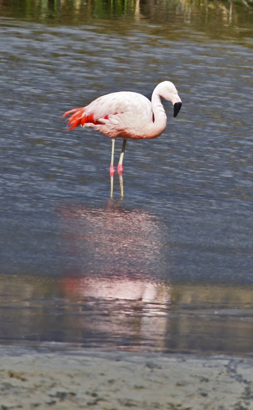 Andean Flamingo