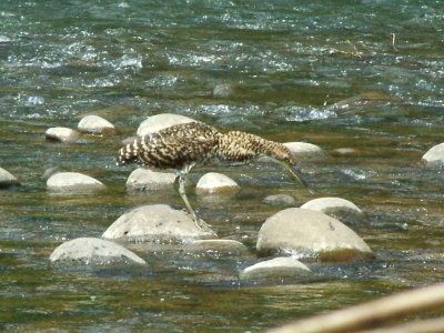 Rufescent Tiger Heron