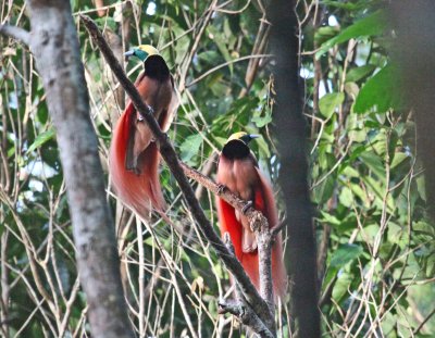 Reggiana Bird of Paradise