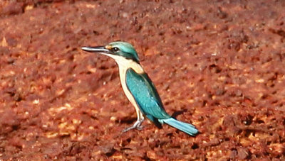Sacred Kingfisher