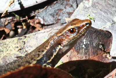Skink