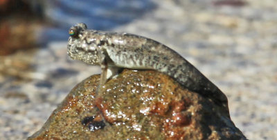 Mud Skimmer