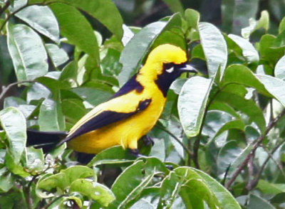 Golden Monarch01.jpg