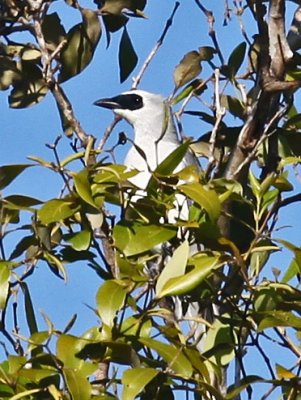 White-bellied Cuckoo-shrike