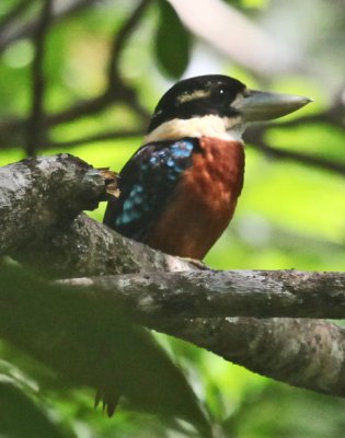 Rufous-bellied Kookabura