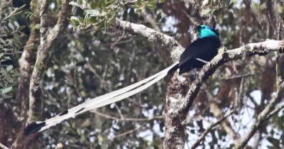 Ribbon-tailed Astrapia