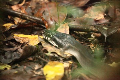 White-lipped Python